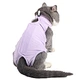 Cat Clothes
